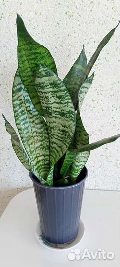 Сансевиерия (тещин язык)