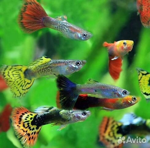 Аквариумные рыбки гуппи в ассортименте