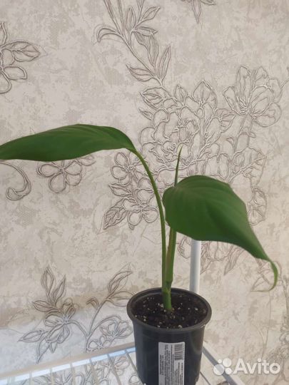 Аглаонема Модестум