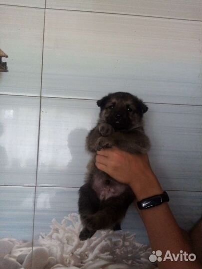 Щенки западно сибирской лайки в добрые руки