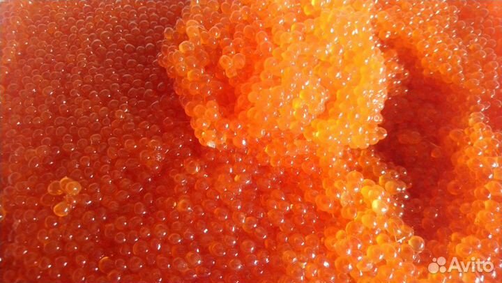 Красная Икра