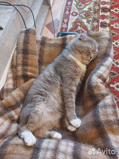 Котик Томас