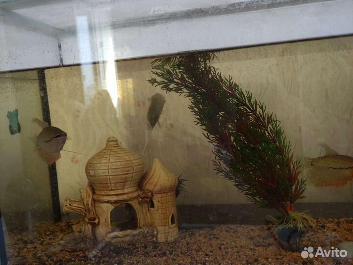 Аквариум с рыбками