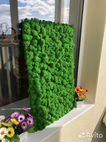 Фитостены со стабилизированным мхом