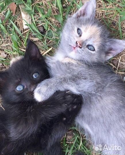 Красивые котята