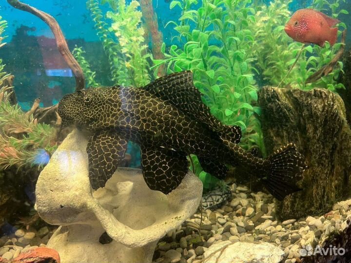 Сом Птеригоплихт (Парчовый)