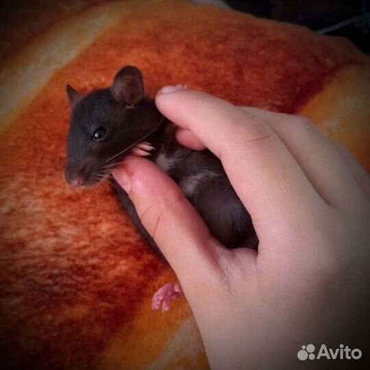 Декоративные крысята