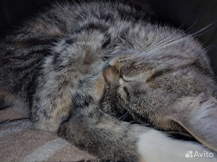 Кошка в добрые руки