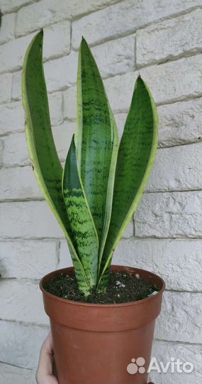 Сансевиерия,традесканция рео витата,монстера