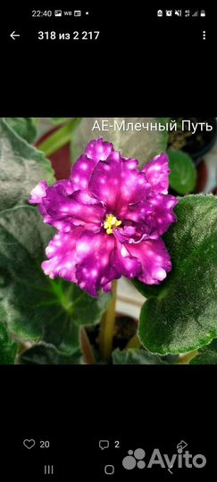 Сортовые фиалки