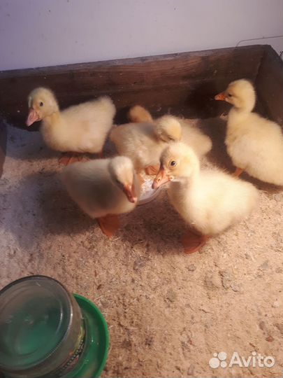 Гусята породы линда