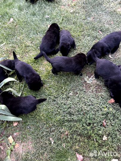 Щенки лабрадора