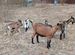 Нубийская и альпийская козы