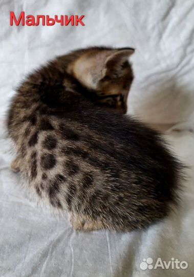 Ориентальные котята