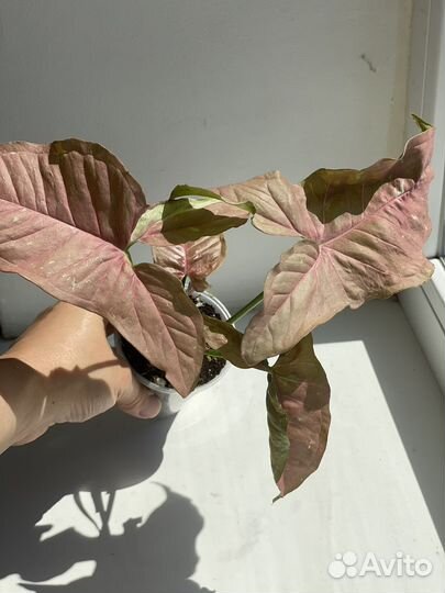 Сингониум розовая икра/Pink Caviar