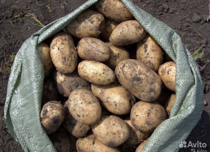 Продам картофель сорт Гала,Королева Анна