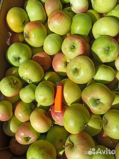 Яблоки оптом