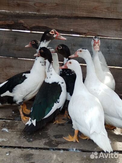 Мускусные утки индоутки индоутята