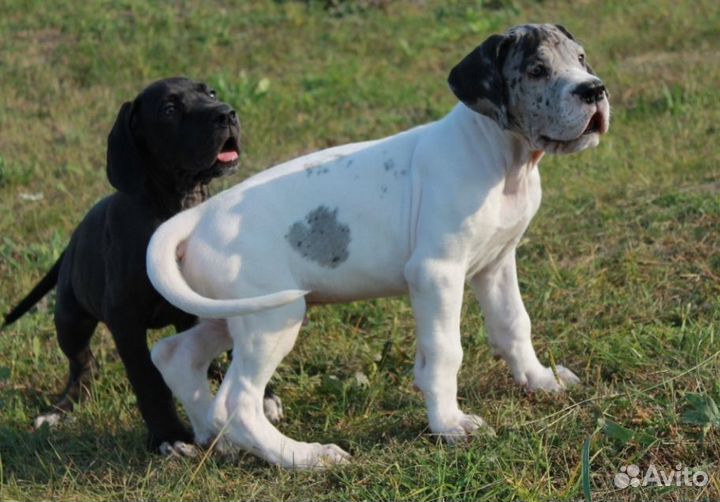 Черно-мраморные щенки