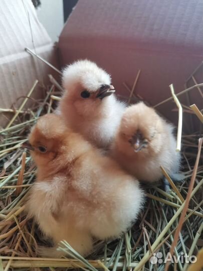Цыплята