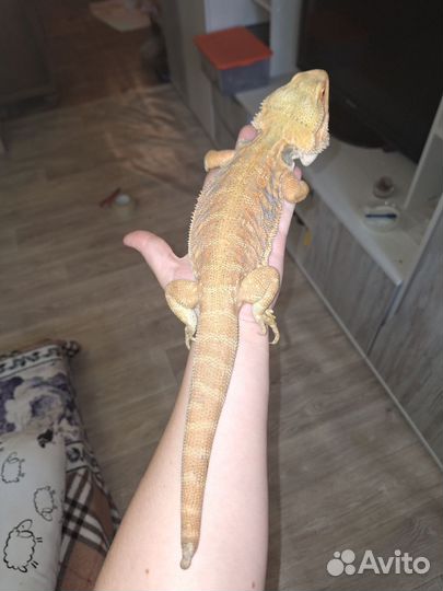 Бородатая агама самец