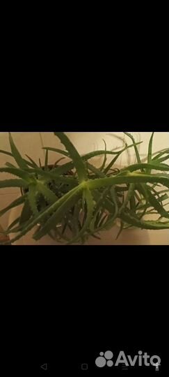 Хойя,авокадо, золотой ус, алое - комнатные цветы