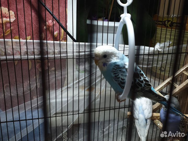 Волнистые попугаи