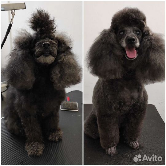 Грумер для мелкашей и котиков