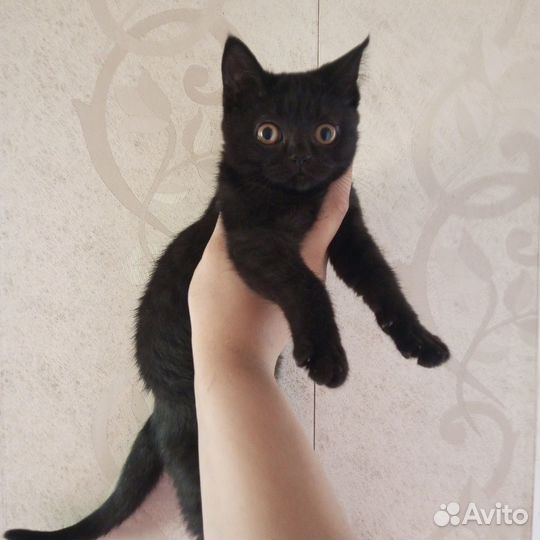 Котята породистые