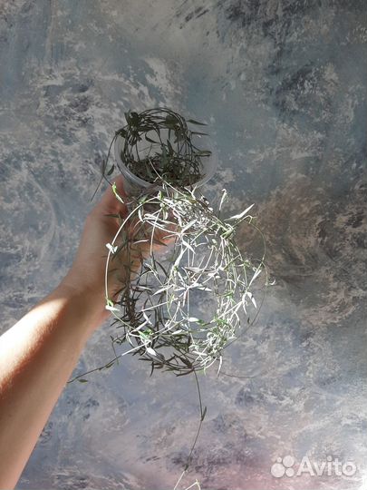 Суккуленты:Церопегия Сандерсона,Линеарис