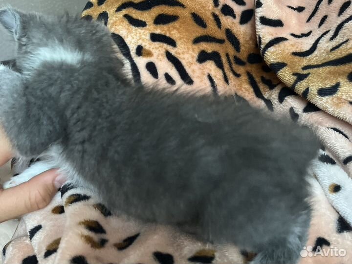 Кот в добрые руки