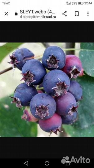 Саженцы Ягоды Ирга '' Звёздная ночь'' Рябина