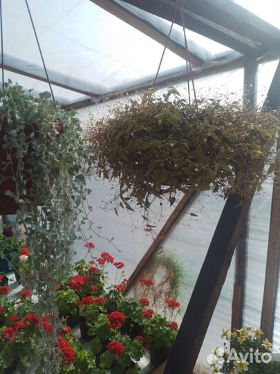 Традесканция