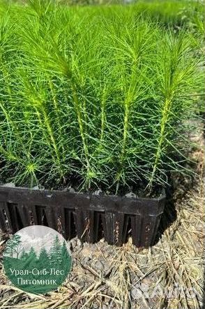 Зкс Сосна сеянцы Ели Лиственницы окс Голуб Горная