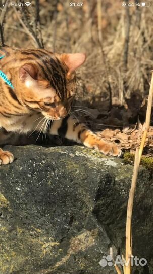 Бенгальский кот вязка