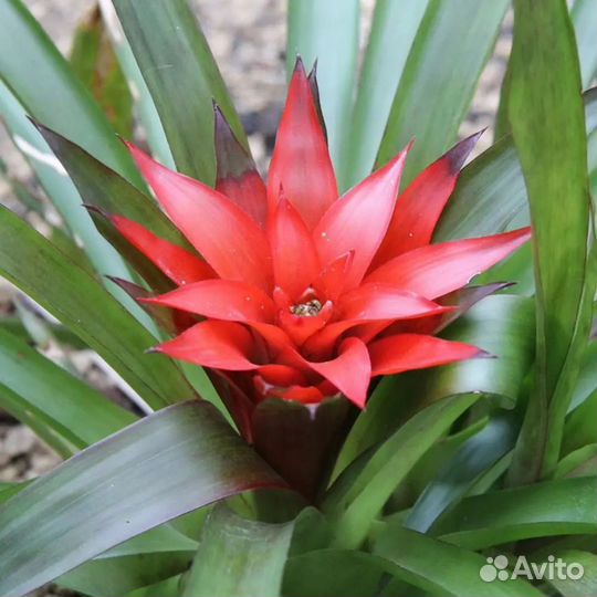 Цветок гузмания