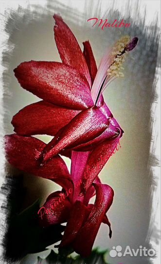 Шлюмбергеры 2