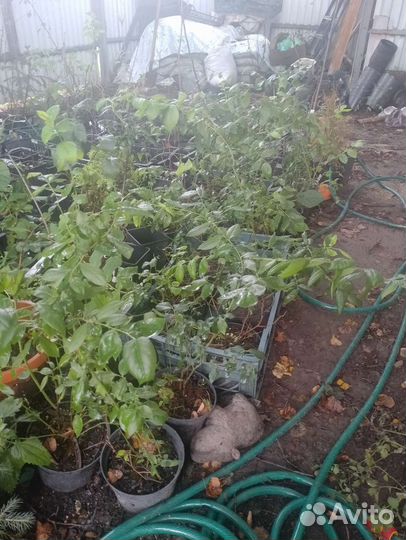 Голубика Блюкроп саженец 3 года