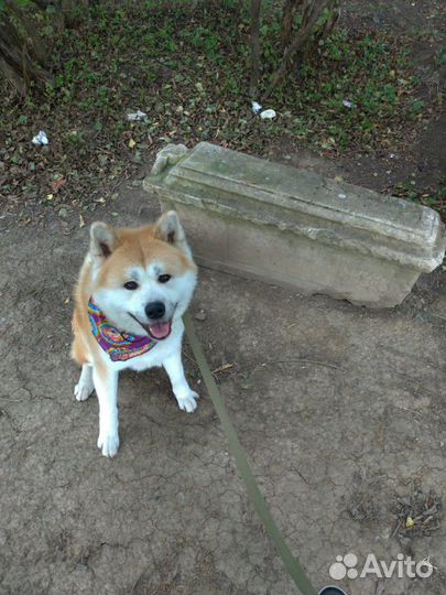 Кобель для вязки