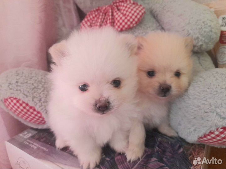 Мини шпиц вязка