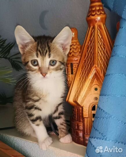 Кошечки сестренки