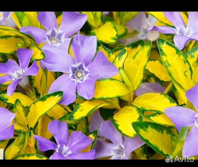 Барвинок minor illumination