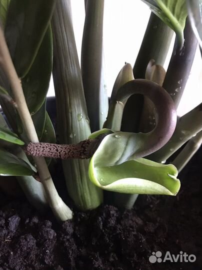 Долларовое дерево, замиокулькас