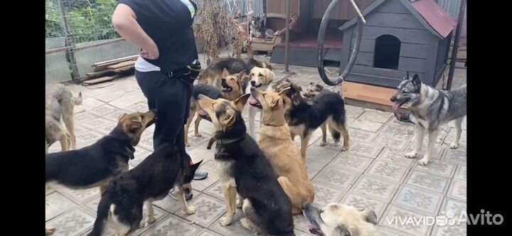 Зоопсихолог для собак