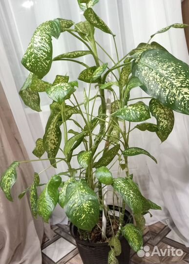 Диффенбахия