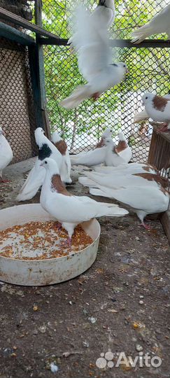 Голуби гривуны пермские