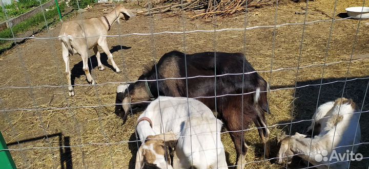 Козы, козёл, козлята