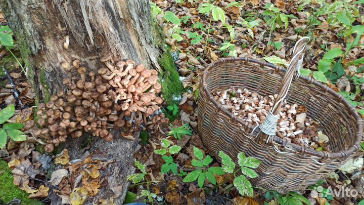 Грибы сушеные