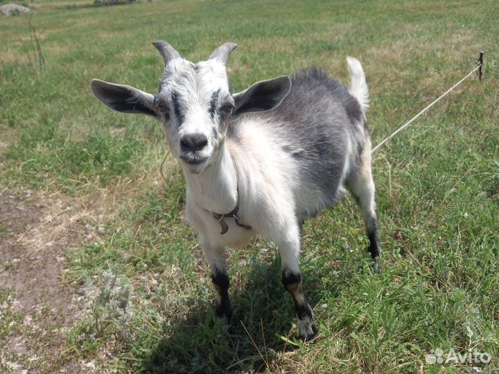 Козлята