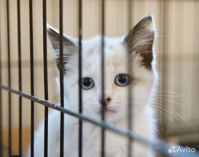 Собираю корм